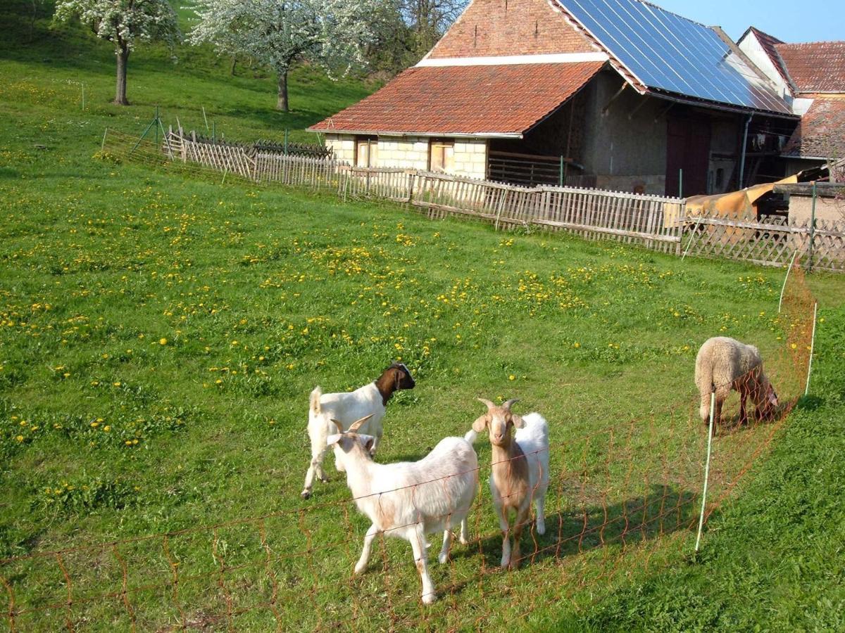 Ferienwohnungen "Allerleigruen" Langenroda Luaran gambar